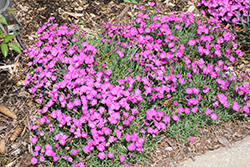 Paint The Town Fuchsia Pinks (Dianthus 'Paint The Town Fuchsia') at Make It Green Garden Centre