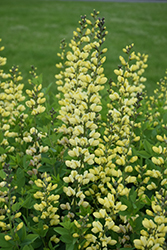 Decadence Lemon Meringue False Indigo (Baptisia 'Lemon Meringue') at Make It Green Garden Centre