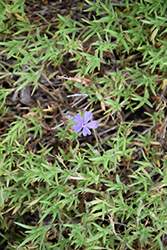 Violet Pinwheels Phlox (Phlox 'Violet Pinwheels') at Make It Green Garden Centre