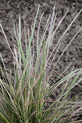 Northern Lights Tufted Hair Grass (Deschampsia cespitosa 'Northern Lights') at Make It Green Garden Centre