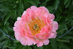 Coral Sunset Peony (Paeonia 'Coral Sunset') at Make It Green Garden Centre