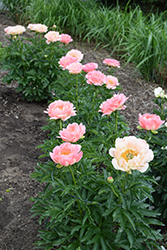Coral Sunset Peony (Paeonia 'Coral Sunset') at Make It Green Garden Centre