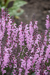 Color Spires Pink Dawn Sage (Salvia 'Pink Dawn') at Make It Green Garden Centre