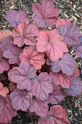 Lava Lamp Coral Bells (Heuchera 'Lava Lamp') at Make It Green Garden Centre