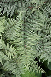 Ghost Fern (Athyrium 'Ghost') at Lurvey Garden Center