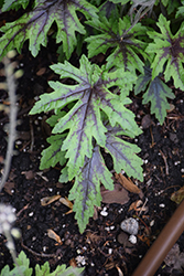 Cutting Edge Foamflower (Tiarella 'Cutting Edge') at Make It Green Garden Centre