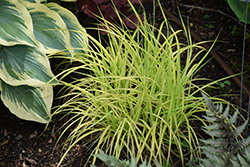 Bowles' Golden Sedge (Carex elata 'Bowles Golden') at Make It Green Garden Centre