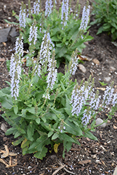 Perfect Profusion Meadow Sage (Salvia nemorosa 'Perfect Profusion') at Make It Green Garden Centre