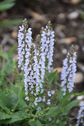 Perfect Profusion Meadow Sage (Salvia nemorosa 'Perfect Profusion') at Make It Green Garden Centre