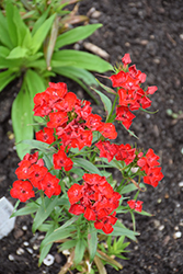 Scarlet Fever Sweet William (Dianthus barbatus 'Scarlet Fever') at Make It Green Garden Centre