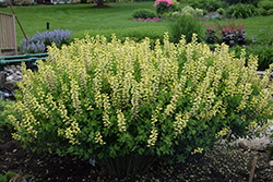 Decadence Lemon Meringue False Indigo (Baptisia 'Lemon Meringue') at Make It Green Garden Centre