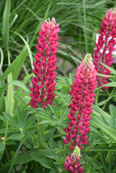 Popsicle Red Lupine (Lupinus 'Popsicle Red') at Make It Green Garden Centre