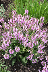 Fashionista Pretty in Pink Sage (Salvia 'Pretty in Pink') at Make It Green Garden Centre