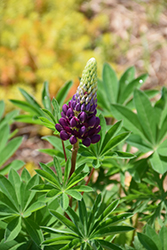 Popsicle Blue Lupine (Lupinus 'Popsicle Blue') at Make It Green Garden Centre