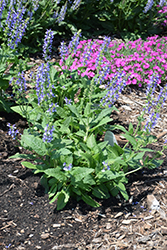 Color Spires Azure Snow Sage (Salvia 'Azure Snow') at Make It Green Garden Centre