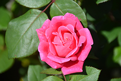 Pink Double Knock Out Rose (Rosa 'Radtkopink') at Lurvey Garden Center