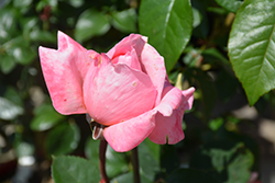 Sweet Mademoiselle Rose (Rosa 'MEInostair') at Make It Green Garden Centre