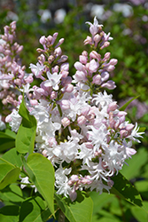 Beauty of Moscow Lilac (Syringa vulgaris 'Beauty of Moscow') at Lurvey Garden Center