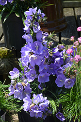 Takion Blue Peachleaf Bellflower (Campanula persicifolia 'Takion Blue') at Make It Green Garden Centre
