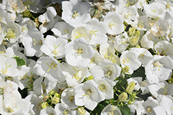 Pearl White Bellflower (Campanula carpatica 'Pearl White') at Make It Green Garden Centre