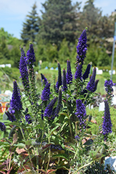 Enchanted Indigo Speedwell (Veronica 'Enchanted Indigo') at Make It Green Garden Centre