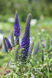 Enchanted Indigo Speedwell (Veronica 'Enchanted Indigo') at Make It Green Garden Centre