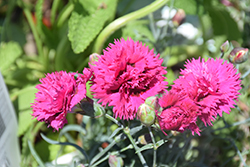 Fruit Punch Spiked Punch Pinks (Dianthus 'Spiked Punch') at Make It Green Garden Centre