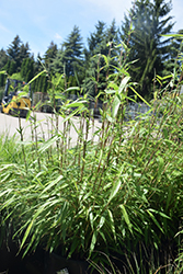 Rufa Clump Bamboo (Fargesia rufa) at Lurvey Garden Center