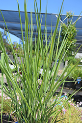 Cloud Nine Switch Grass (Panicum virgatum 'Cloud Nine') at Make It Green Garden Centre