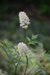 Misty Blue White Baneberry (Actaea pachypoda 'Misty Blue') at Make It Green Garden Centre