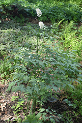 Misty Blue White Baneberry (Actaea pachypoda 'Misty Blue') at Make It Green Garden Centre