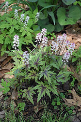 Cutting Edge Foamflower (Tiarella 'Cutting Edge') at Make It Green Garden Centre