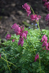 King of Hearts Bleeding Heart (Dicentra 'King of Hearts') at Make It Green Garden Centre
