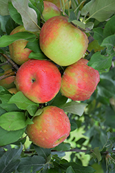 Honeycrisp Apple (Malus 'Honeycrisp') at Lurvey Garden Center