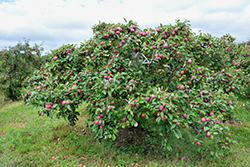 Macintosh Apple (Malus 'Macintosh') at Lurvey Garden Center