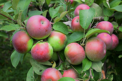 Macintosh Apple (Malus 'Macintosh') at Lurvey Garden Center