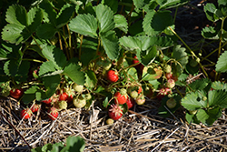 Jewel Strawberry (Fragaria 'Jewel') at Make It Green Garden Centre