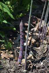 Purple Passion Asparagus (Asparagus 'Purple Passion') at Make It Green Garden Centre