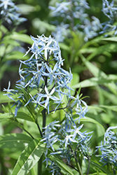 Narrow-Leaf Blue Star (Amsonia hubrichtii) at Make It Green Garden Centre