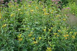 Henry Eilers Sweet Coneflower (Rudbeckia subtomentosa 'Henry Eilers') at Lurvey Garden Center