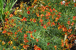 Sizzle And Spice Crazy Cayenne Tickseed (Coreopsis verticillata 'Crazy Cayenne') at Make It Green Garden Centre