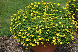 Beedance Yellow Bidens (Bidens 'Beedance Yellow') at Make It Green Garden Centre