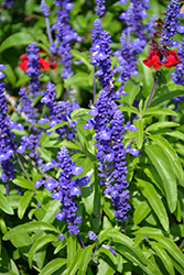 Sallyfun Blue Salvia (Salvia farinacea 'Sallyfun Blue') at Make It Green Garden Centre