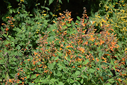 Arizona Sandstone Hyssop (Agastache 'Arizona Sandstone') at Make It Green Garden Centre