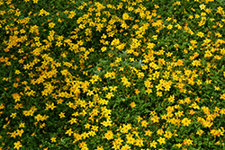 Beedance Red Stripe Bidens (Bidens 'Beedance Red Stripe') at Make It Green Garden Centre