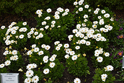 Akila Daisy White African Daisy (Osteospermum ecklonis 'Akila Daisy White') at Make It Green Garden Centre