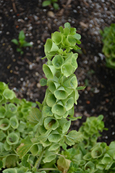 Bells Of Ireland (Moluccella laevis) at Make It Green Garden Centre