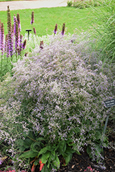 Sea Lavender (Limonium latifolium) at Make It Green Garden Centre