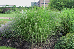 Sarabande Maiden Grass (Miscanthus sinensis 'Sarabande') at Make It Green Garden Centre