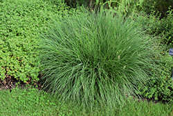 Little Bunny Dwarf Fountain Grass (Pennisetum alopecuroides 'Little Bunny') at Make It Green Garden Centre
